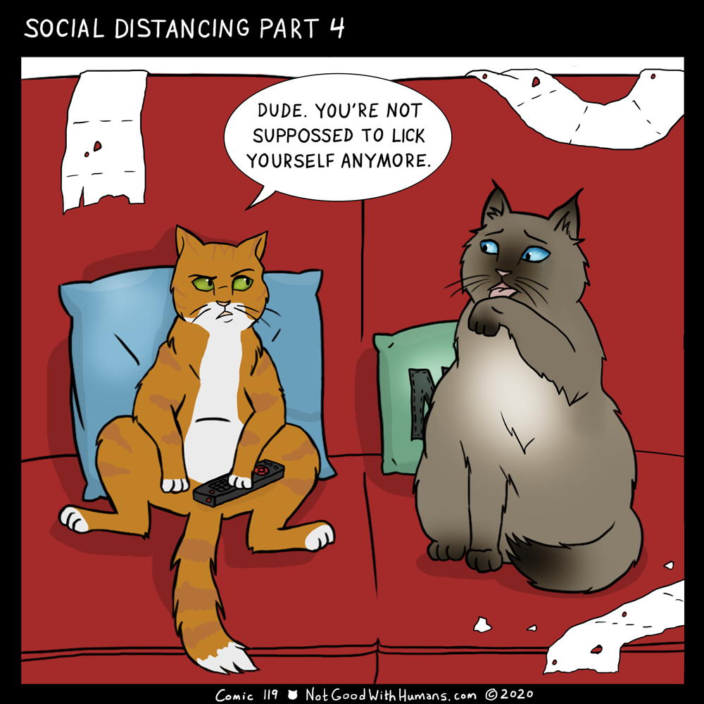 not good with humans notgoodwithhumans.com cat cats introvert introverts 